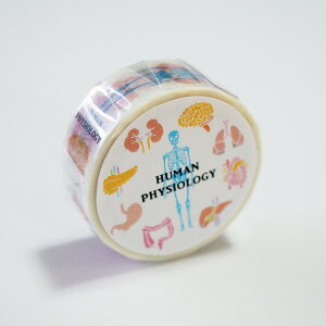 X^fB[zbN STUDY HOLIC }XLOe[v MaskingTape ST-193 (lސw) 邢Ԃ w HUMAN PHYSIOLOGY 15mm ā[ w wZ  { l  ] x S   O[tb