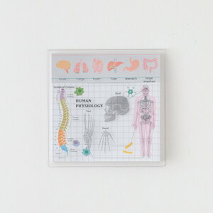 X^fB[zbN STUDY HOLIC NAJo[t ST-179 (lސw) HUMAN PHYSIOLOGY t ӂ l  ] x S    XJ n w   {  wZ d O[tbV Gre