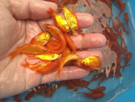 【送料無料】エサ用 小赤 10匹～1000匹 生餌 活餌 生き餌 活き餌 アロワナ 金魚 小赤 別下 ひめだか ヒメダカ 川魚 川魚ミックス 大型魚 肉食魚 ナムジャパン