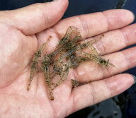 【期間限定】 スジエビ 50匹 2cm～4cm 釣り餌 モエビ シラサエビ 淡水エビ 生餌 活餌 生き餌 活き餌 ひめ…