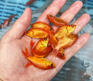 【送料無料】エサ用 別下 10匹～100匹 観賞用 生体 生餌 活餌 生き餌 活き餌 アロワナ 金魚 小赤 別下 ひ…