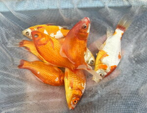 yiWpzGTp a 10cm`14cm 3C^  ঒ Ai J  ʉ  싛