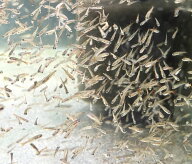 エサ用 アカヒレ 50匹 1cm前後 生餌 活餌 生き餌 活き餌 ひめだか ヒメダカ 川魚 大型魚 肉食魚 ナムジャ…