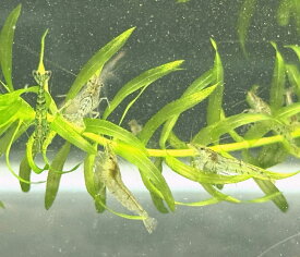 ミナミヌマエビ 1匹～200匹 安心の宅急便発送 生餌 活餌 生き餌 活き餌 アロワナ ひめだか ヒメダカ 小赤 川魚 スジエビ 生体 大型魚 肉食魚 ナムジャパン