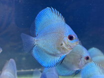 楽天市場】ブルーダイヤ（観賞魚｜熱帯魚・アクアリウム）：ペット 