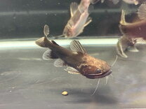 楽天市場】熱帯魚 大型魚の通販