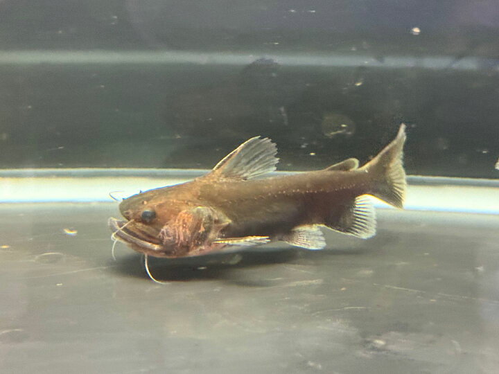 楽天市場】バトラクスキャット 10cm - 11cm 1匹 熱帯魚 キャット 