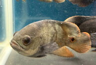 オスカー 11cm-14cm 1匹 マラジョー島産 ワイルド個体 熱帯魚 大型魚 肉食魚 ナムジャパン