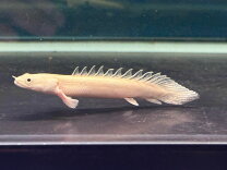 楽天市場】ポリプテルス エンドリケリー（熱帯魚・アクアリウム 