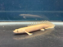 楽天市場】ポリプテルス エンドリケリー（熱帯魚・アクアリウム 