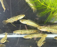 ライギョ 10cm前後 1匹 大型魚 肉食魚 生体 雷魚 カムルチー ナムジャパン