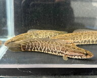 ライギョ 15cm～20cm 1匹 雷魚 カムルチー スネークヘッド 川魚 大型魚 肉食魚 ナムジャパン