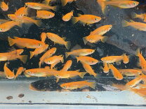 楽天市場】メダカ 100匹（観賞魚｜熱帯魚・アクアリウム）：ペット 