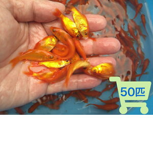 yzGTp  10C`1000C a a a a Ai   ʉ Ђ߂ q_J 싛 싛~bNX ^ H iWp