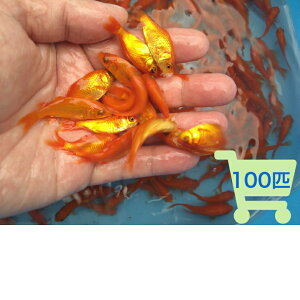 【送料無料】エサ用 小赤 10匹〜1000匹 生餌 活餌 生き餌 活き餌 アロワナ 金魚 小赤 別下 ひめだか ヒメダカ 川魚 川魚ミックス 大型魚 肉食魚 ナムジャパン