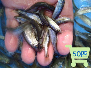 yzGTpcS 30C`100C a a a a Ai Ђ߂ q_J  싛  싛~bNX cS N`{\ R UbR ^ H iWp