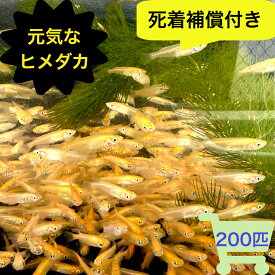 ヒメダカ 200匹 観賞用 生体 生餌 活餌 生き餌 活き餌 アロワナ エサ用めだか エサ用メダカ ひめだか ヒメダカ 川魚 大型魚 肉食魚 ナムジャパン