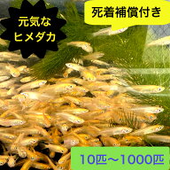 ヒメダカ 10匹～1000匹 観賞用 生体 生餌 活餌 生き餌 アロワナ エサ用めだか エサ用メダカ 活き餌 ひめ…