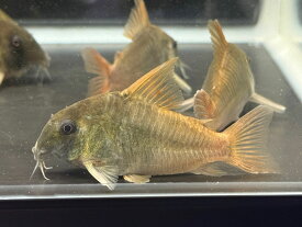 コリドラス コンコロール 6cm～8cm 1匹 南米 生体 大型魚 肉食魚 ナムジャパン