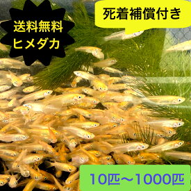 【送料無料】ヒメダカ 10匹～1000匹 観賞用 生餌 活餌 生き餌 アロワナ エサ用めだか エサ用メダカ 活き餌 ひめだか ヒメダカ 川魚 大型魚 肉食魚 ナムジャパン