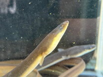 楽天市場】ウナギ 飼育（熱帯魚・アクアリウム｜ペット・ペットグッズ 