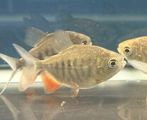 楽天市場】コロソマ 飼育（熱帯魚・アクアリウム｜ペット・ペット 