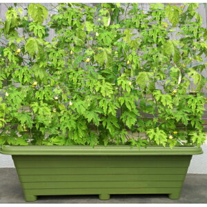 yKzyACJzv^[ K[fv^[y900^z