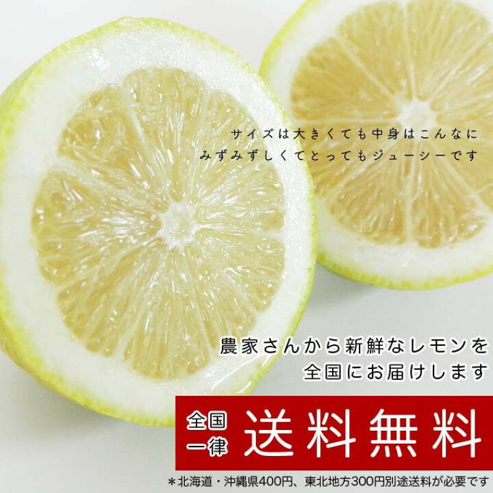 新しい季節 A325 愛知県産 国産 レモン れもん 檸檬 9〜12個入り