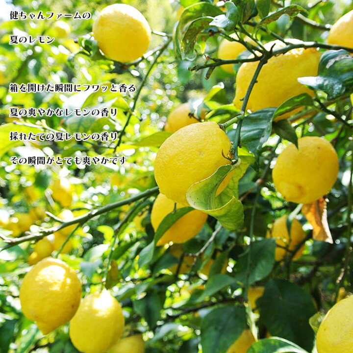 楽天市場 送料無料 夏のレモン 2 2kg 広島県産 健ちゃんファームの夏のレモン 12 18個前後 サイズミックス 国産レモン 夏レモン 瀬戸内 レモン ノーワックス 防腐剤不使用 家庭用 農家直送 産地直送 無選別 Nanico