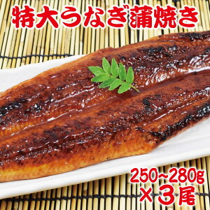 1250-280g 傤ȂĂZbg 󂠂  & Rt