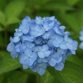 楽天市場 あじさい てまりまりの通販