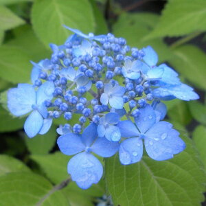 }AWTCwdĂ܂x(̂Ă܂)