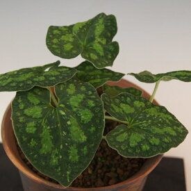 モノドラカンアオイ『緑雲』