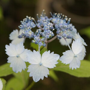 }AWTCwLȂłx(Ԃ񂲂Ȃł)