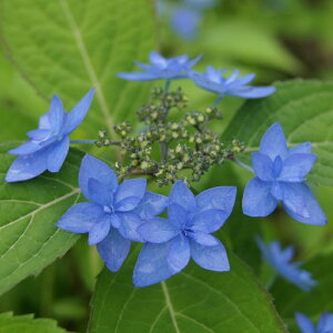 }AWTCwvŽx(イ̂Ђ)