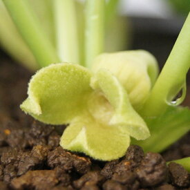 ナンゴクアオイ緑花