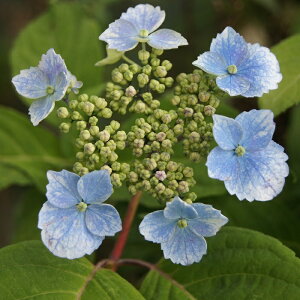 }AWTCwvZ̖Rx(イ̂߂)