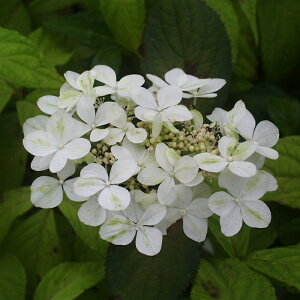 qEKAWTCwPx(Ђ)