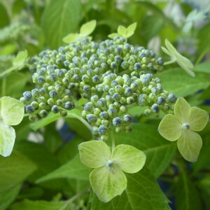 }AWTCwÍ]΁x(݂ǂ)