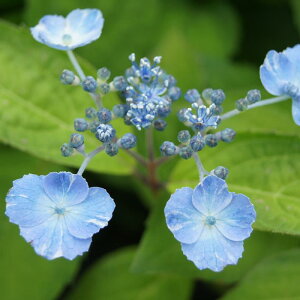 }AWTCwɗ\Rωx(悪ւ)