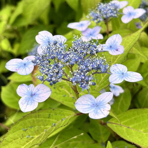 }AWTCw̗_x(₷̂ق܂)