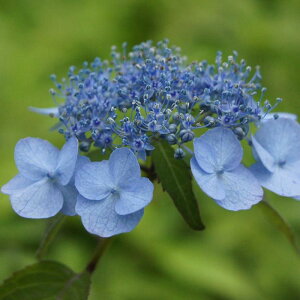 }AWTCwd̉Qx(イ̂܂)