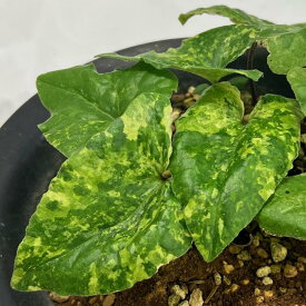 キンチャクアオイ『千姫』