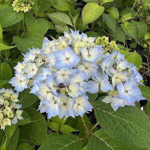 }AWTCwRz̕Px(ӂ̂܂Ђ)