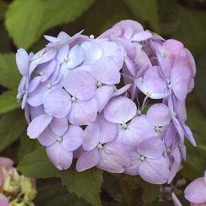 }AWTCwV{Ă܂x(񂮂Ă܂)