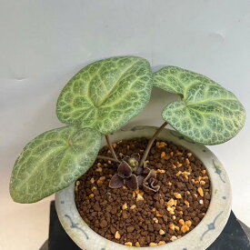 ナンゴクアオイ亀甲葉