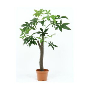 sf ϗtA pL p̖؃^Cv 52665(69-1897-44) 񂹏i