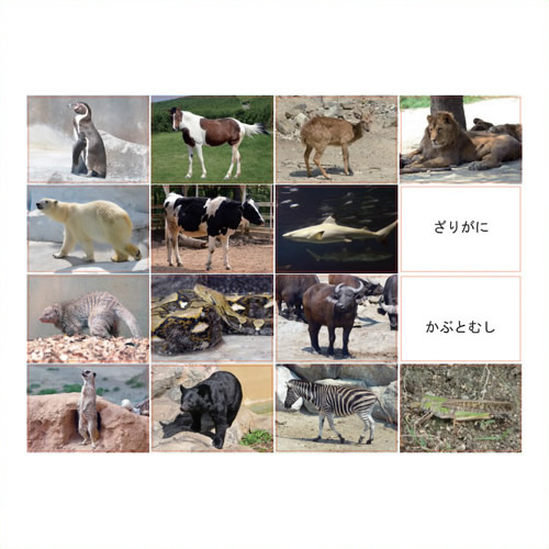 《DLM》 多目的言語カードセット動物編CD付KK0491 販売実績No.1 KK0491 高い素材