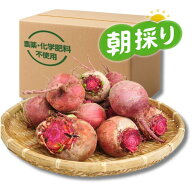 『高糖度ビーツ 3kg』農薬不使用！ 千葉県南房総市産　送料無料！★発送当日に収穫！！