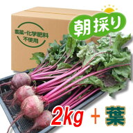 『高糖度ビーツ（葉付き）2kg』農薬不使用！ 千葉県南房総市産　送料無料！★発送当日に収穫！！